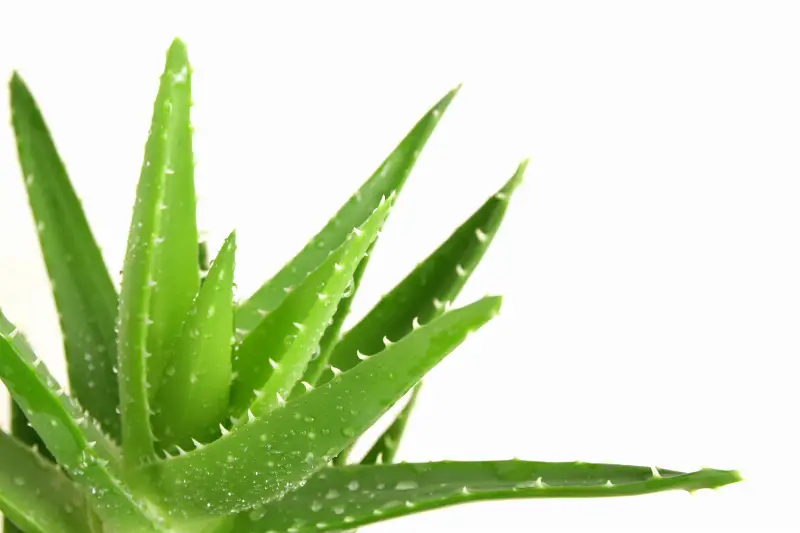 Aloe Vera:"pianta dell'immortalit&agrave;" e "regina di tutti i rimedi"